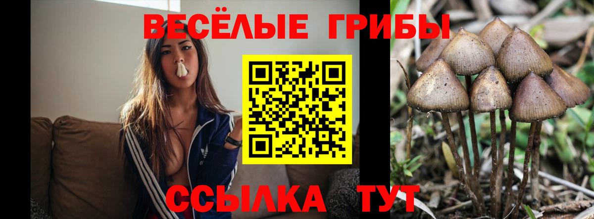 Галлюциногенные грибы Cubensis Чехов